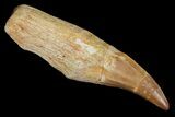 Fossil Rooted Mosasaur Tooth - Morocco #117048-1